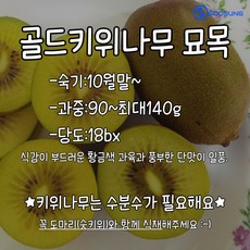 골드키위나무묘목 접목1년생 골드키위묘목 수성조경농원, 1개