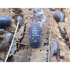 그라눌라툼 5마리 (Armadillidium Granulatum) / 등각류 공벌레 쥐며느리 키우기 콩벌레