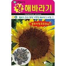해바라기씨1키로가격