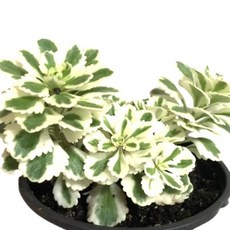 아틀란티스세덤