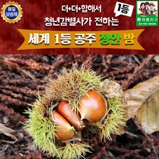 청대밤