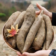 청량한 풍미와 과즙 가득한 맛 산지직송 국내산 생식 즙용 햇야콘, 1박스, 5kg