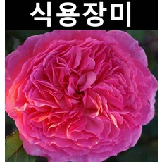 식용장미(데오 클레버스) 화분/꽃나무/가정정원