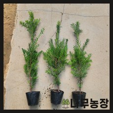 (나무농장) 주목 3년 키 30cm 내외 포트, 20개