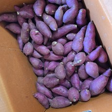 보배네 꿀 고구마 명품, 1개, 영암 토울 고구마 한입 3kg