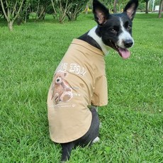 천안원데이클래스애견동반