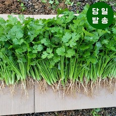 양주농부 클로렐라 고수 나물 향채소 고수풀 300g, 클로렐라 고수 300g, 1개