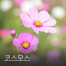 황화코스모스