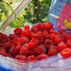 당일수확한 생 산딸기 700g 월악산 산딸기 산지직송, 1개