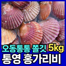최상품질 홍가리비 통영 제철 가리비 핏시드, 1개, 5kg(125미 내외)
