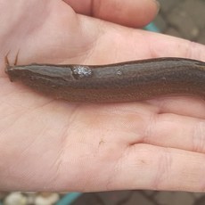 청천수산 먹이용 자연산 미꾸라지 대사이즈 1kg 사료, 1개