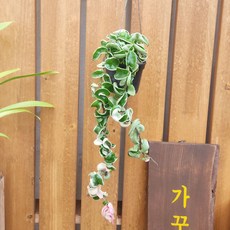 희귀호야