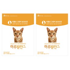 하루채움고양이