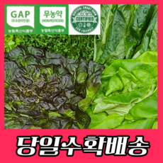 무농약 GAP 친환경 유러피안 샐러드 수경재배 야채 쌈채소 믹스 1KG, 유러피안 샐러드 채소 1kg, 1개