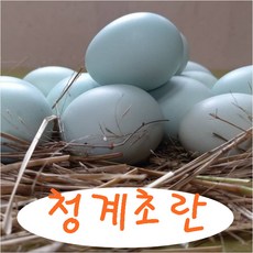 서민갑부자연방사계란대구지역