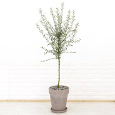 화수분 대형 올리브나무 이태리토분 카페식물 인테리어식물, 5. 토피어리형 이태리토분 모카색 31cm, 1개