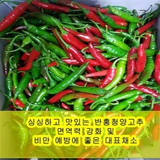 야과몰 싱싱 반홍 청양고추 (3kg), 3kg, 1개