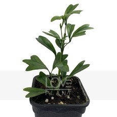 [꽃사랑식물나라] 쉐프렐라(홍콩야자) 플랜테리어 공기정화식물 식물키우기