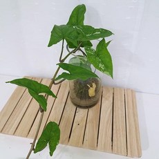 싱고니움수경재배