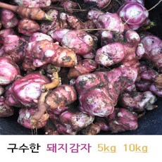뚱딴지