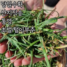 노지부추1kg