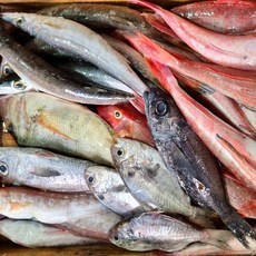 남해안 제철생선 잡어 손질후 3kg 생선요리 구이용 탕거리 생선매운탕