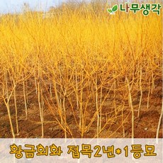 착한가격 나무생각 황금회화 접목2년*1등묘