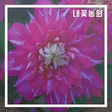 내꽃농원 클레마티스(붉은꽃) 망화분