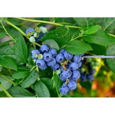 슈퍼푸드 1 생생 블루베리, 6개, 125g