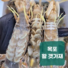 활 갯가재 딱새 털치 쏙 목포 당일조업 생물 산지직송, 1개, 1kg(20~25미 내외)