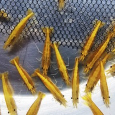 최상급 선별 골든백 엘로우 새우 10+1