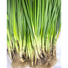 피로회복 알싸한 향 제주 흙쪽파 산지 직송 봄철 밥상 추천, 1개, 1kg