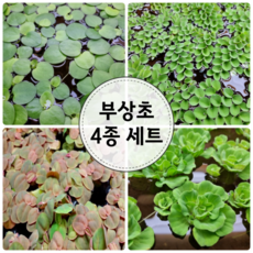 부상초 4종 세트