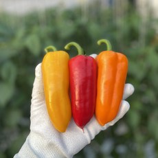 뉴다온 미니파프리카 1kg/ 2kg/ 3kg 농장직송 당일수확 파프리카, 1kg ( 빨주노 3색혼합), 1개
