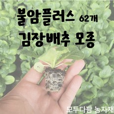 항암배추모종