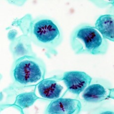 미성과학기기핫플레이트