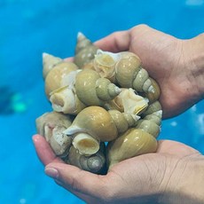 에스씨푸드 동해안 연안 활백고동(중)1kg(25~35미내외), 1개