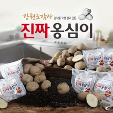 감자옹심이칼국수