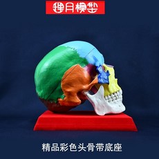 머리뼈