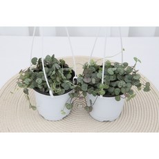 이너프바이제이