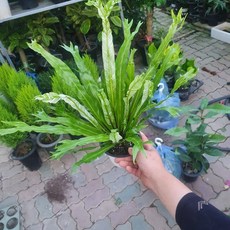 무늬아비스 중품 반려식물 35~50cm 79