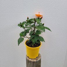 유칼립투스생화리스원데이