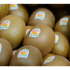 레드골드키위 TOP01