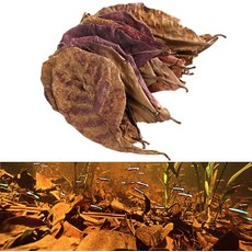 세스코바이러스케어