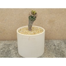 폴리카르푸스의편지