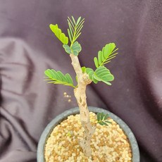 세나메리디오날리스