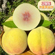 [프리미엄] 고당도 겨울복숭아 농장직송, 1개, 가정용 1.6kg(8과 내외)