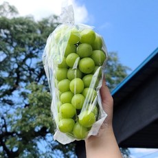 에어캡포장 고당도 경산 샤인머스켓 4kg내외 (8-10수/실중량)