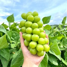 샤인머스켓2kg3수