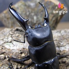 꼬마풍뎅이 넓적사슴벌레 성충, 03 넓사수컷 70mm이상